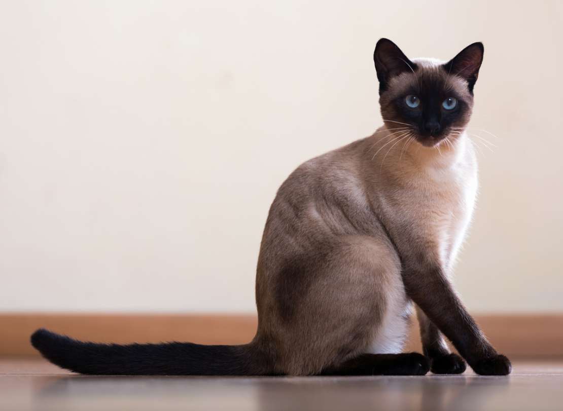 Siamese Cats Advice Information My Pet And I