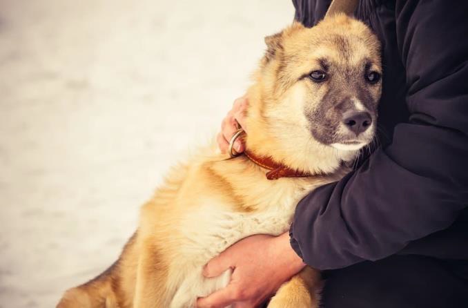 cachorro deitado no colo