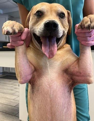 Buddy after treatment with Zenrelia