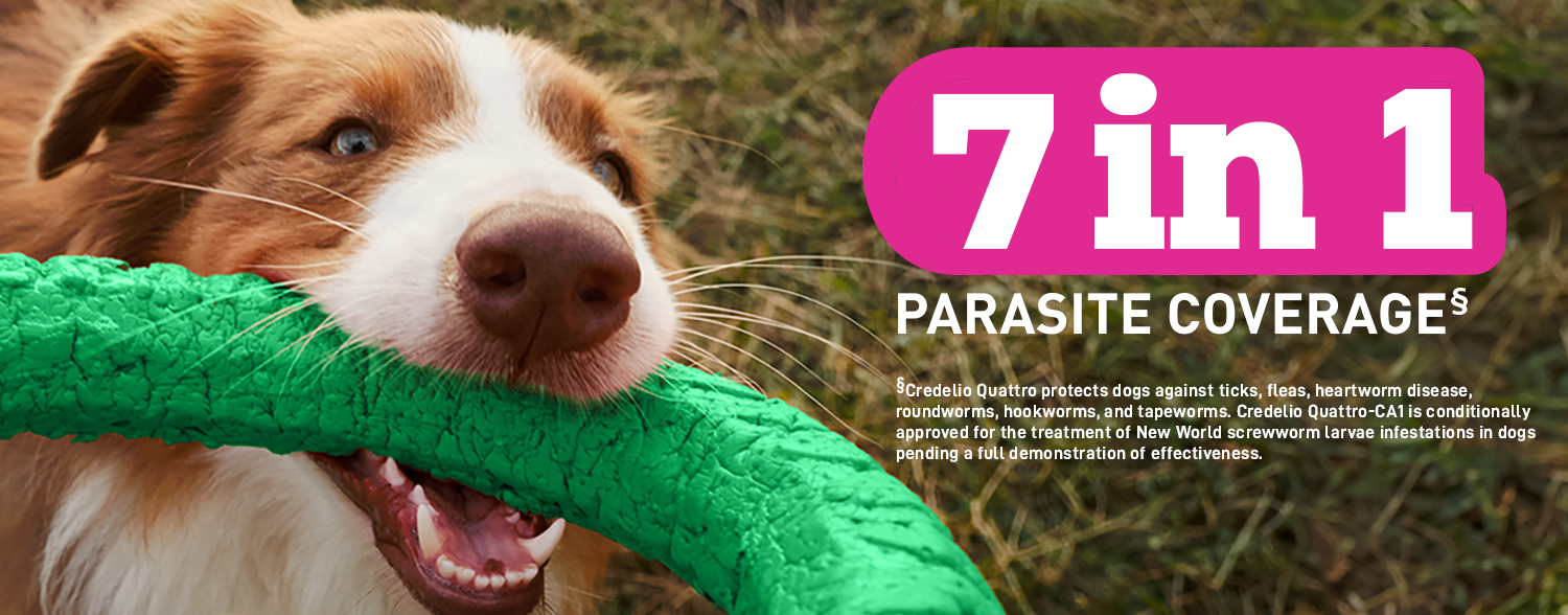 A lifestyle marketing banner for Credelio Quattro (containing lotilaner, moxidectin, praziquantel, and pyrantel) featuring a brown and white dog holding a green textured toy in its mouth, displayed next to a graphic panel with the text '7 in 1' and 'Parasite Coverage'