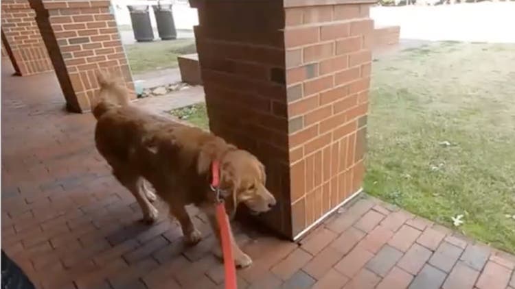 Dog on a lead