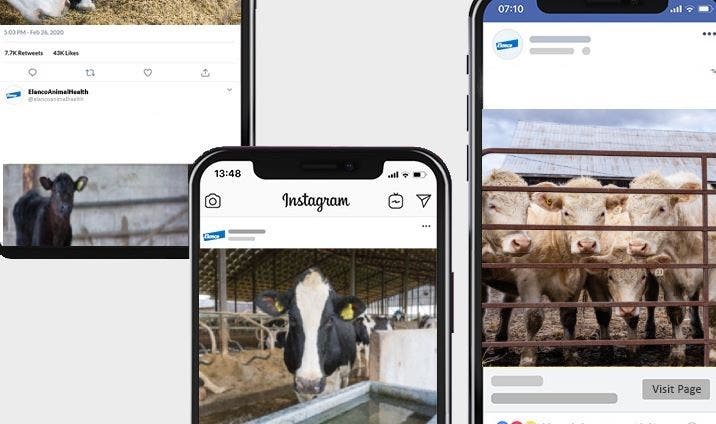 Cattle Turnout Social Media Post 