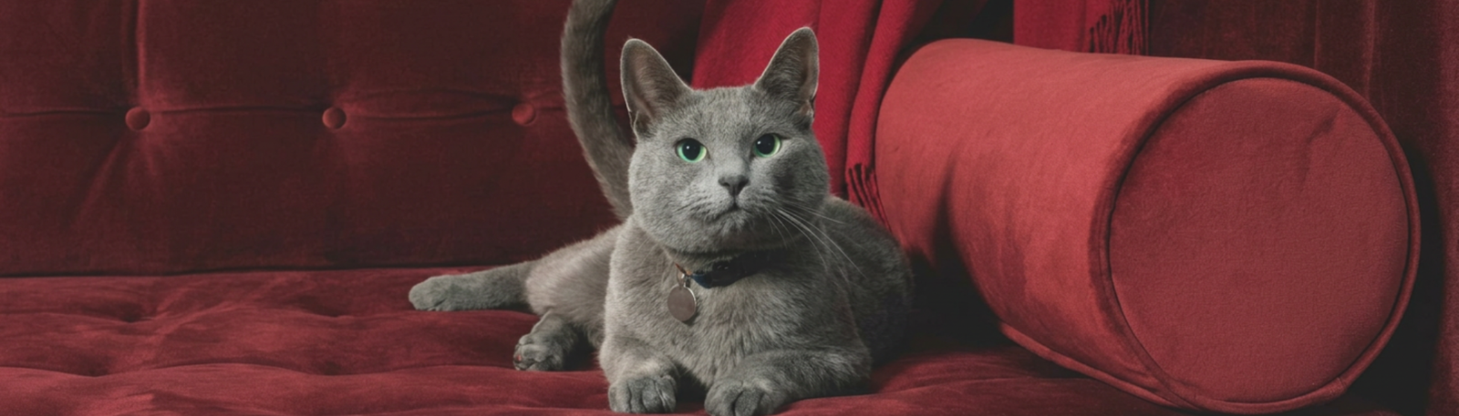 Grey cat lying on a red sofa