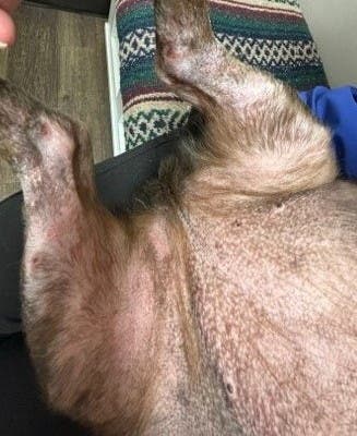 Bridgette after treatment with Zenrelia