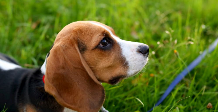 SFTS ビーグル画像