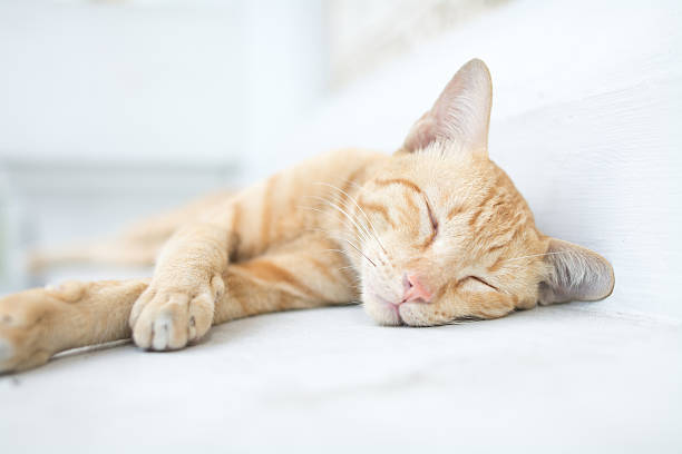 gato deitado dormindo