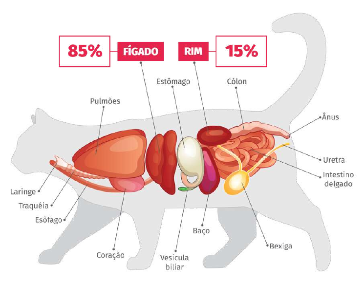 Gato funcionamento do rim