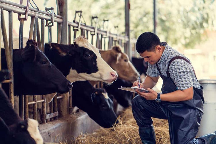 Homme à la ferme de vaches.