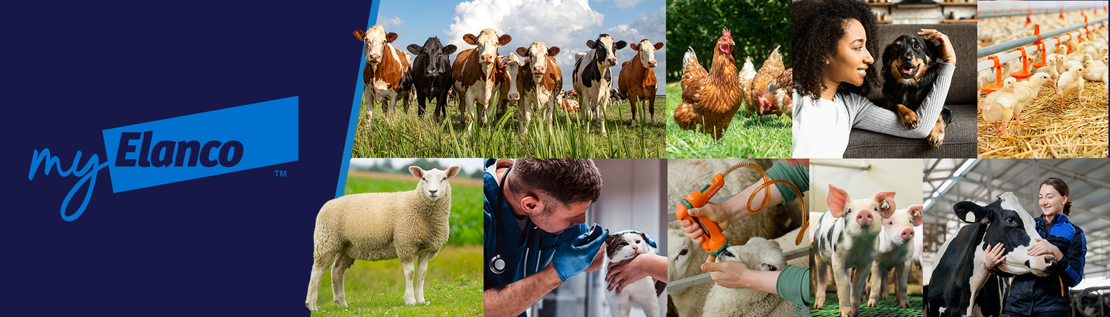 MyElanco banner with logo and pictures of a herd of cows, flock of chickens, pigs, a sheep, a person petting a dog and a vet treating a cat