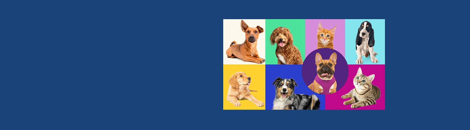 Elanco pet health dark blue banner featuring a colorful grid of dogs and cats. Includes a French Bulldog in a purple circle, a Golden Retriever, Australian Shepherd, Basset Hound, and tabby cat on vibrant yellow, blue, and magenta backgrounds. 
