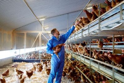 An integrated approach to disease management for layers on a poultry farm