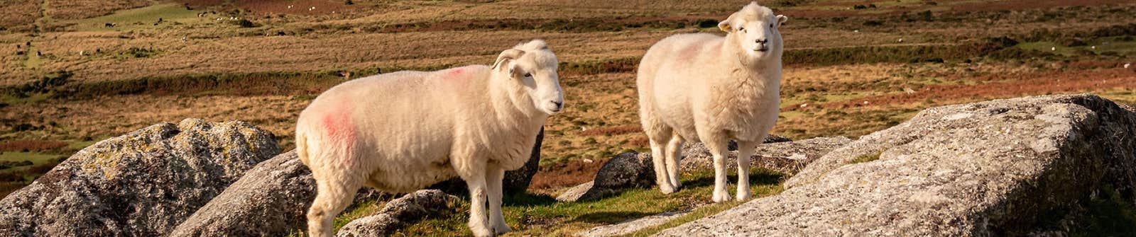 Sheep banner