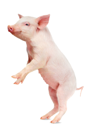 Piglet