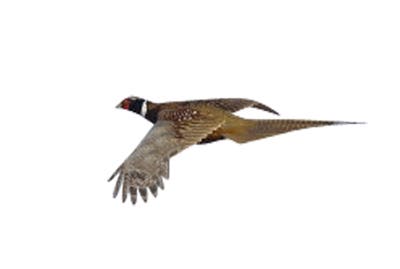 Pheasant flying