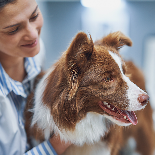 Circular photo of a woman smiling and looking down at her brown and white Border Collie, which has its tongue out in a happy expression.
