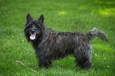 Dans cette étude, le cairn terrier est identifié comme la race la plus à risque d'infestation par des tiques. Mais son pelage, mi-long, et ses activités pourraient aussi favoriser ces infestations (cliché Pixabay).