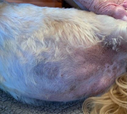 Molly after treatment with Zenrelia