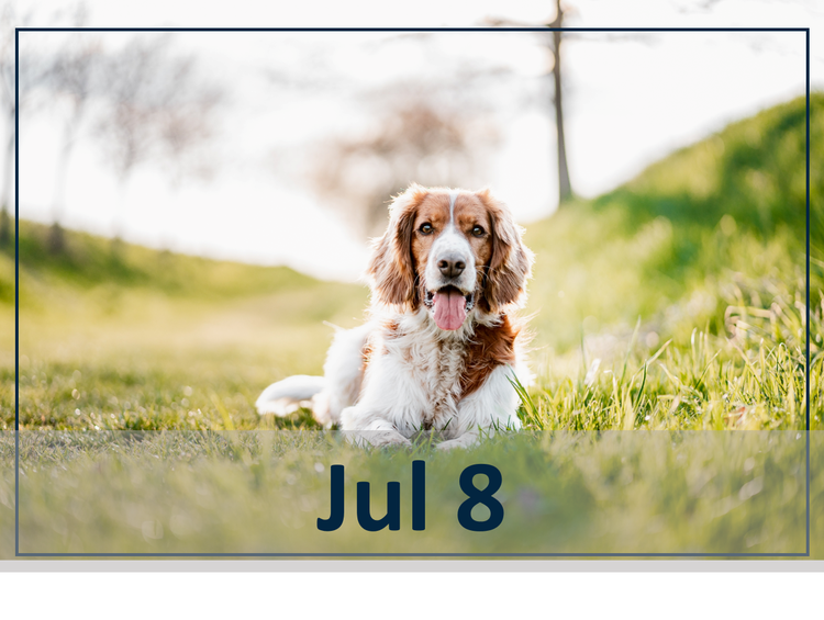 Practical Pruritus: Making the Right Drug Choice for Dogs in Everyday Practice Jul 8 Header Image