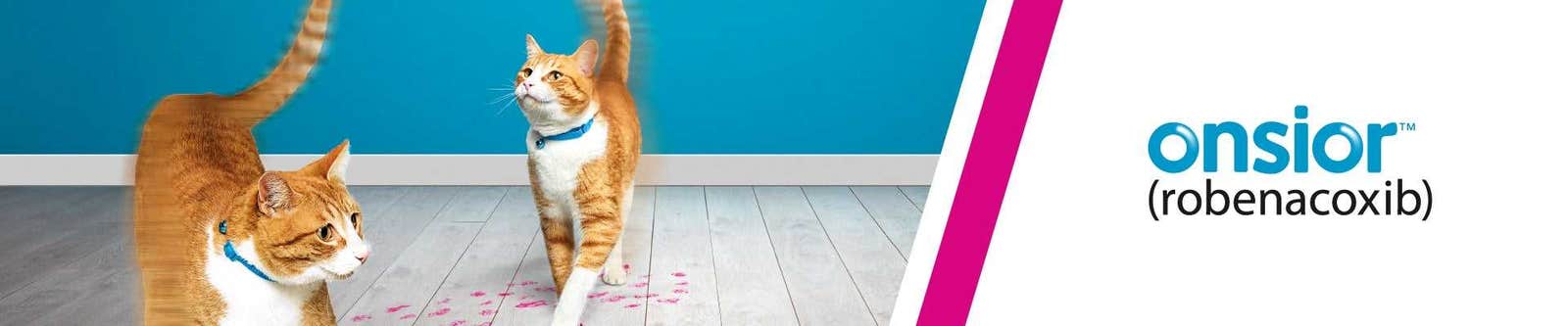 Onsior for cats treats arthritis in cats