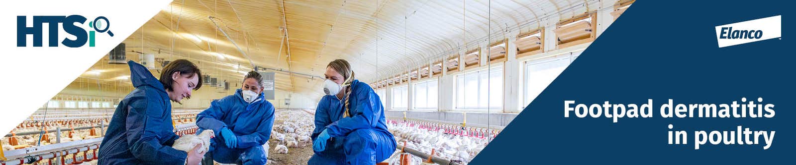 Footpad dermatitis in poultry
