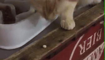 A close-up shot of a light-colored cat eating from a white bowl placed on a wooden surface.
