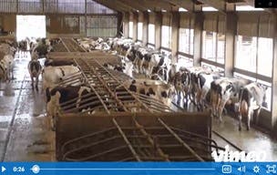 Dairy Farm AMTRA Training Video Thumbnail