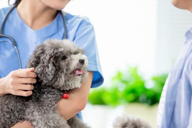 cachorro poodle no veterinário