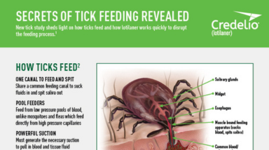 Tick Feeding Study