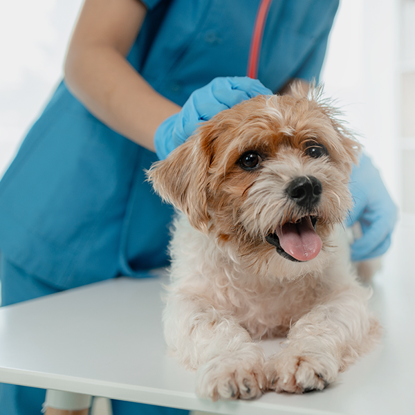 Circular photo of a veterinary professional in blue scrubs and gloves gently petting a small, scruffy white and brown dog on an exam table.
