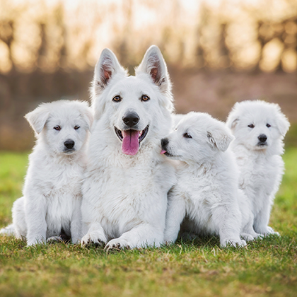 Белая собака и её щенки