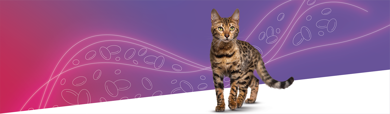 Banner com um gato Varenzin Elanco