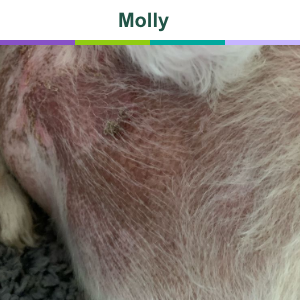 Molly before treatment with Zenrelia for itch