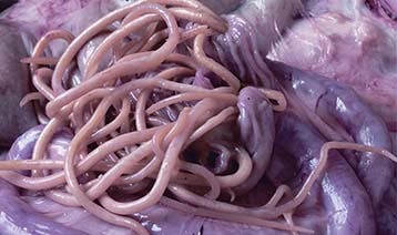 Controlling Parasitic Poultry Worms 