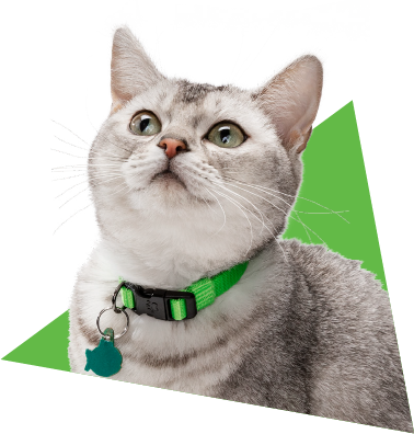 gato da cor cinza dentro do logo de Credeli gatos