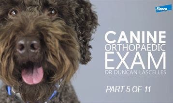 CPD - Encore: Elanco Canine Orthopaedic Exams (Part 5/11)
