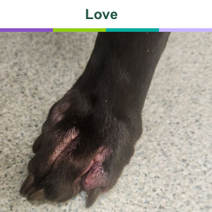 Love before treatment with Zenrelia for itch