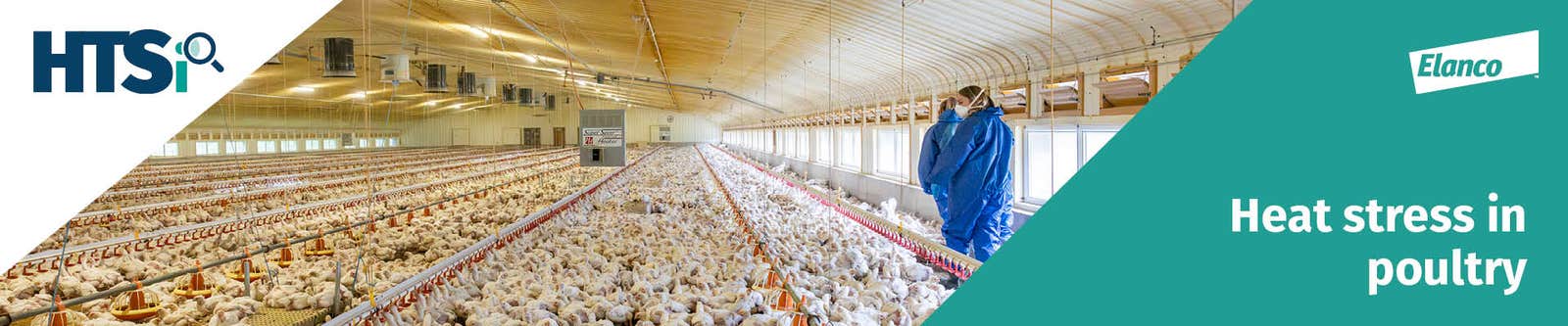 Heat Stress in Poultry banner