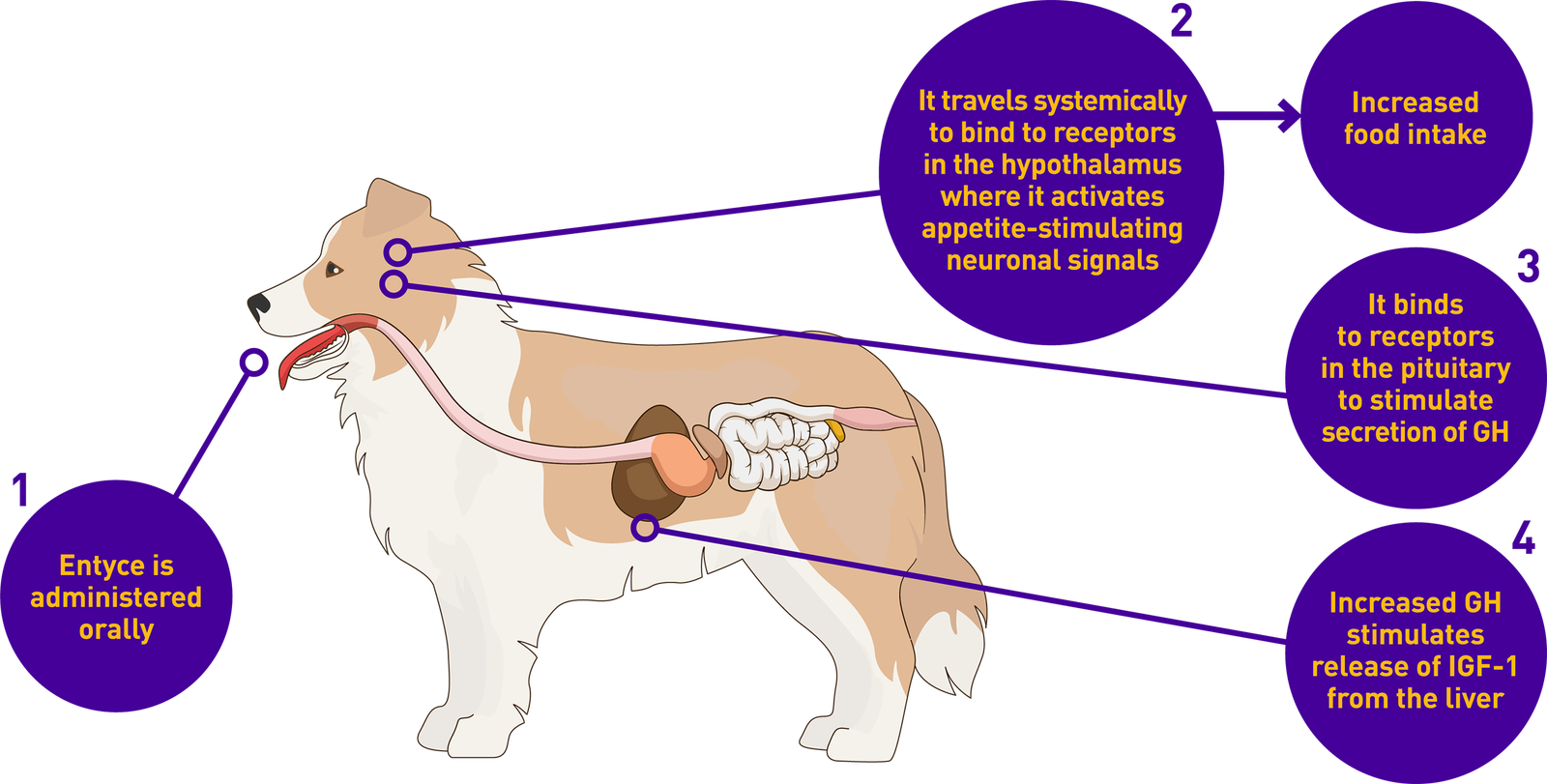 Entyce canine mode of action graphic