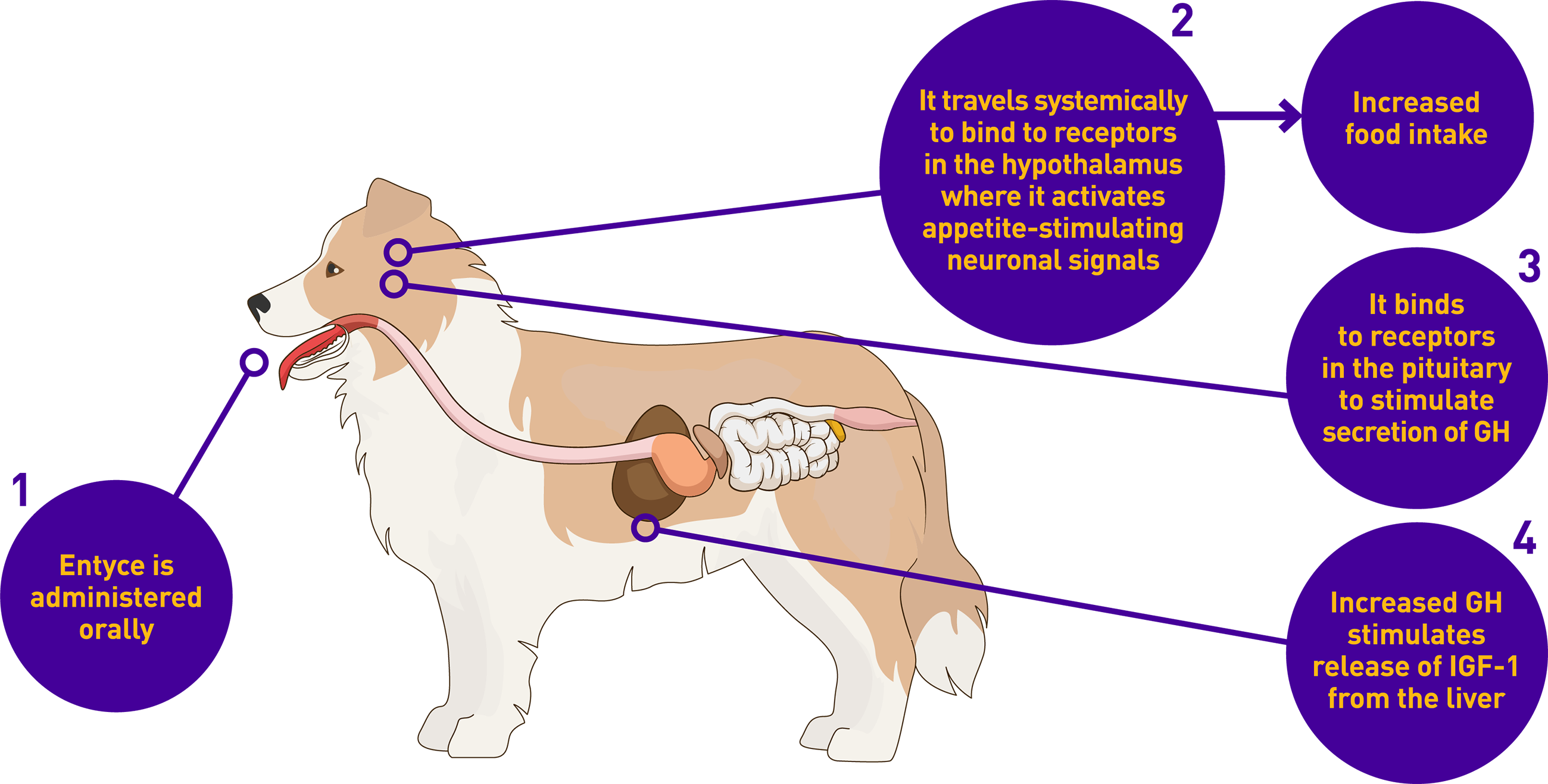 Entyce canine mode of action graphic