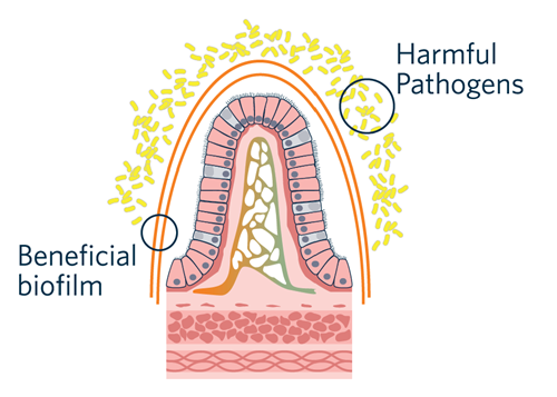 Biofilm diagram