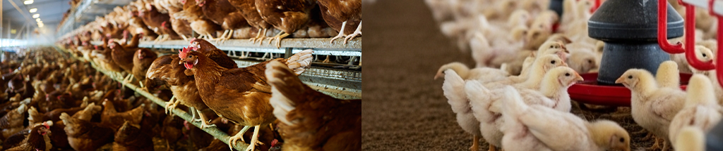 Poultry Header