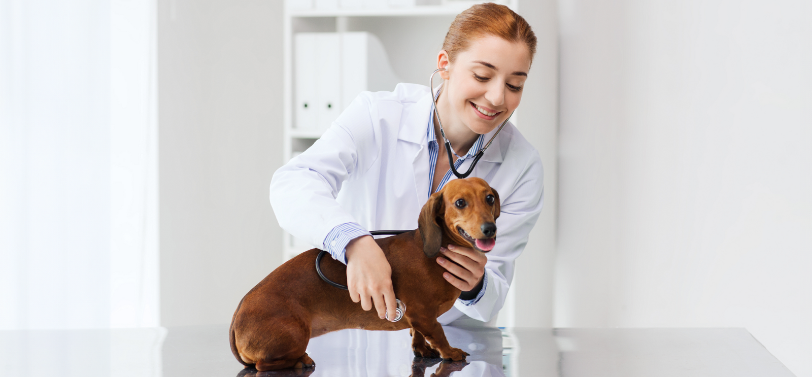 veterinária examinando cachorro da raça salsicha