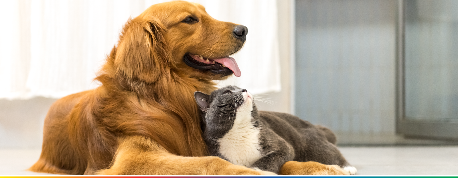 Cachorro e Gato deitados juntos