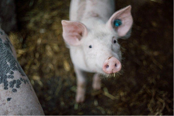 Innovative Solutions to Prevent E. Coli PWD in Pigs