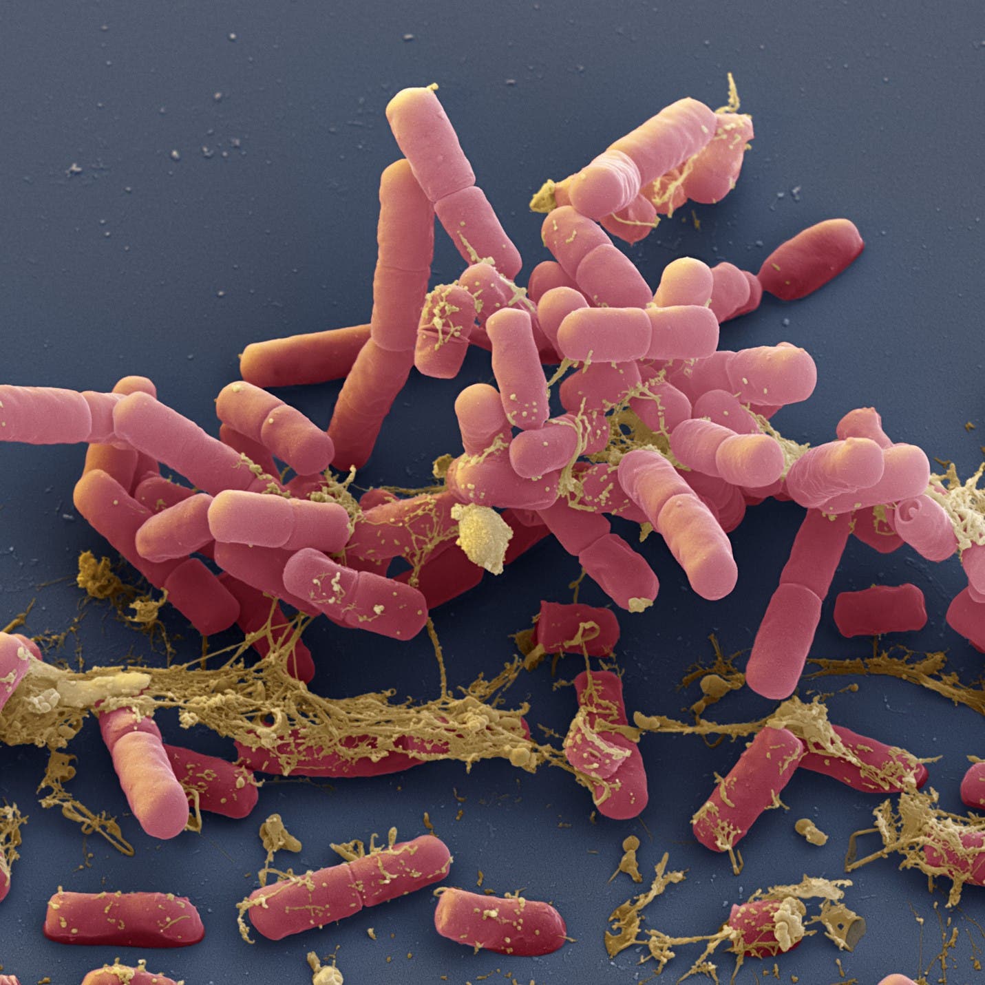 Bacteries