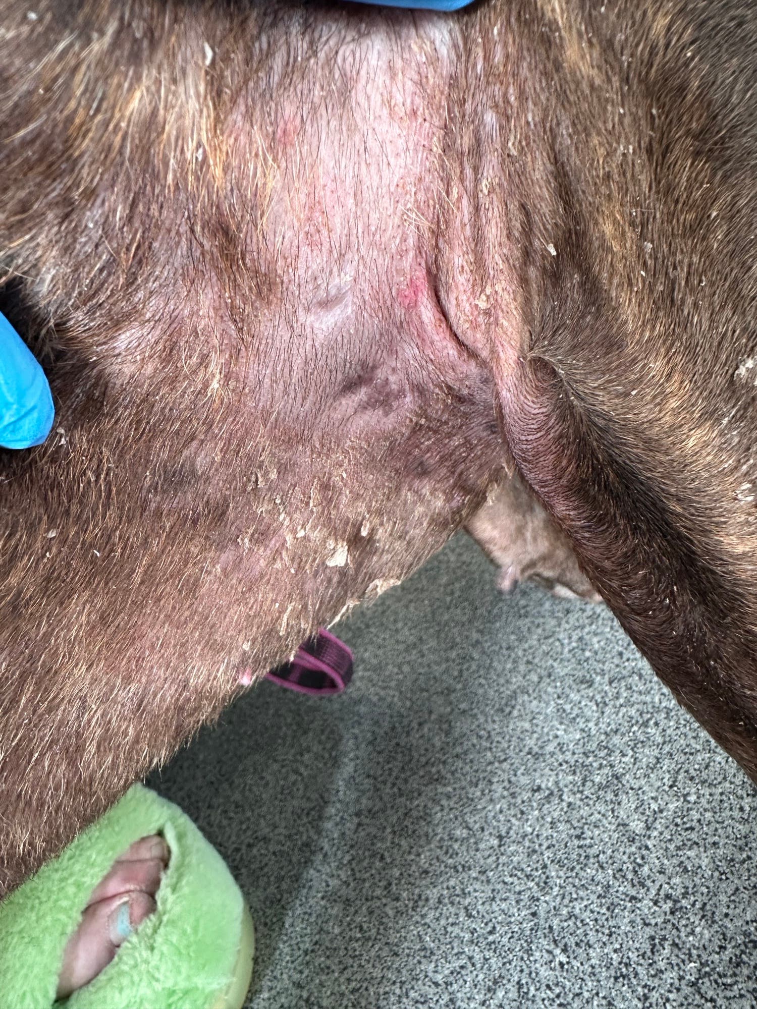 Dotty before photo - showing a dog with poor skin condition.