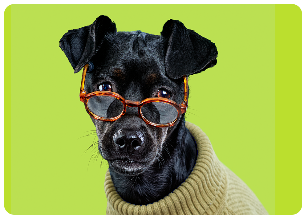 Playful marketing image of a small black dog wearing a tan turtleneck sweater and tortoiseshell glasses, set against a bright lime green background.