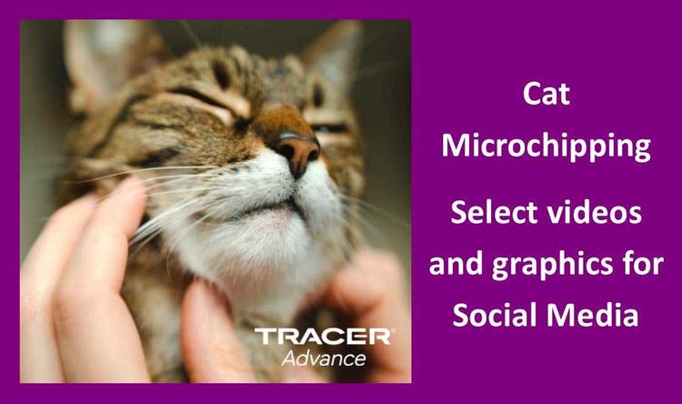 Cat microchipping