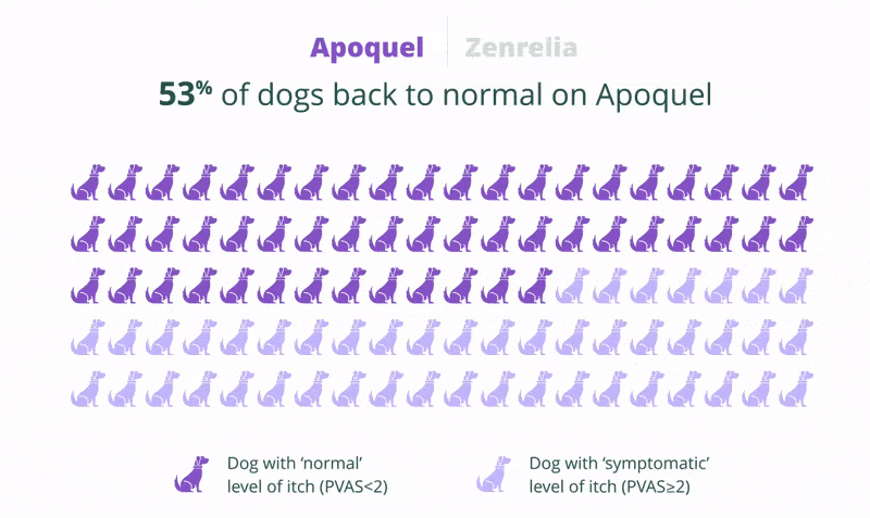 Zenrelia gets more dogs back to normal than Apoquel