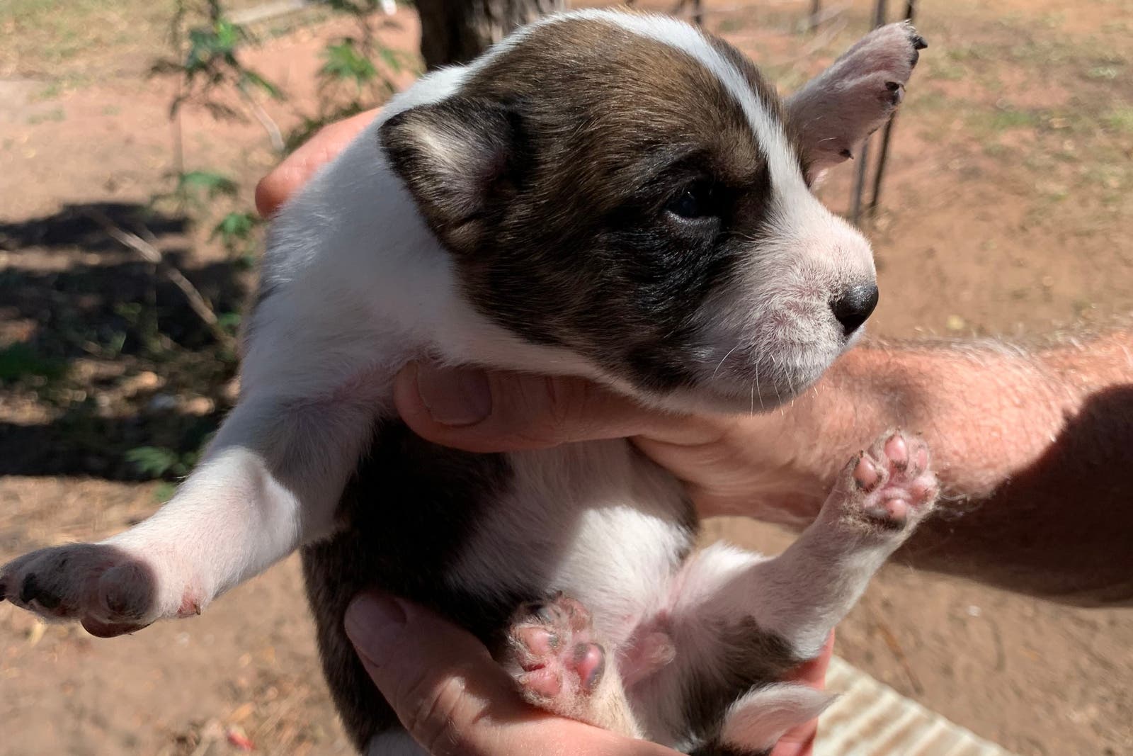 Puppy being held